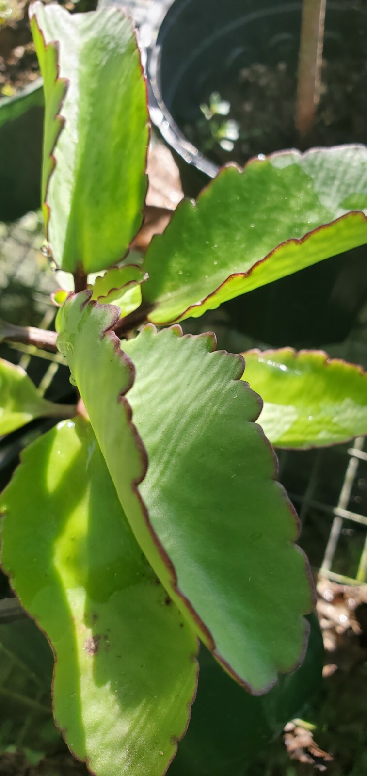 Kalanchoe Pinnata~Miracle Leaf~Air Plants Live