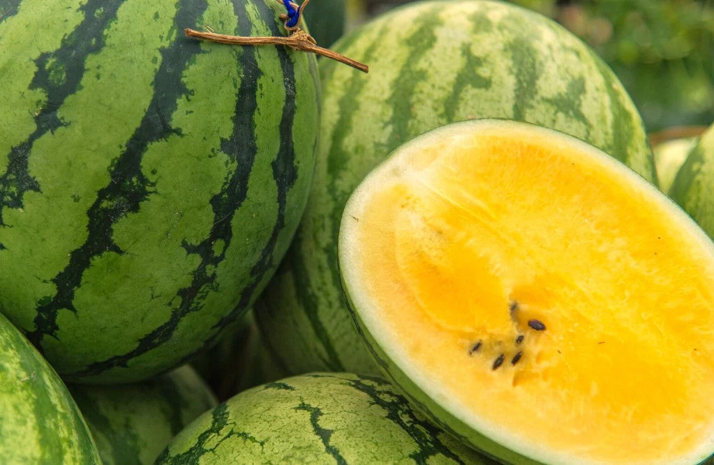 Yellow Petite Watermelon Seeds | Heirloom Mini Personal Dwarf Melon Seed 2024