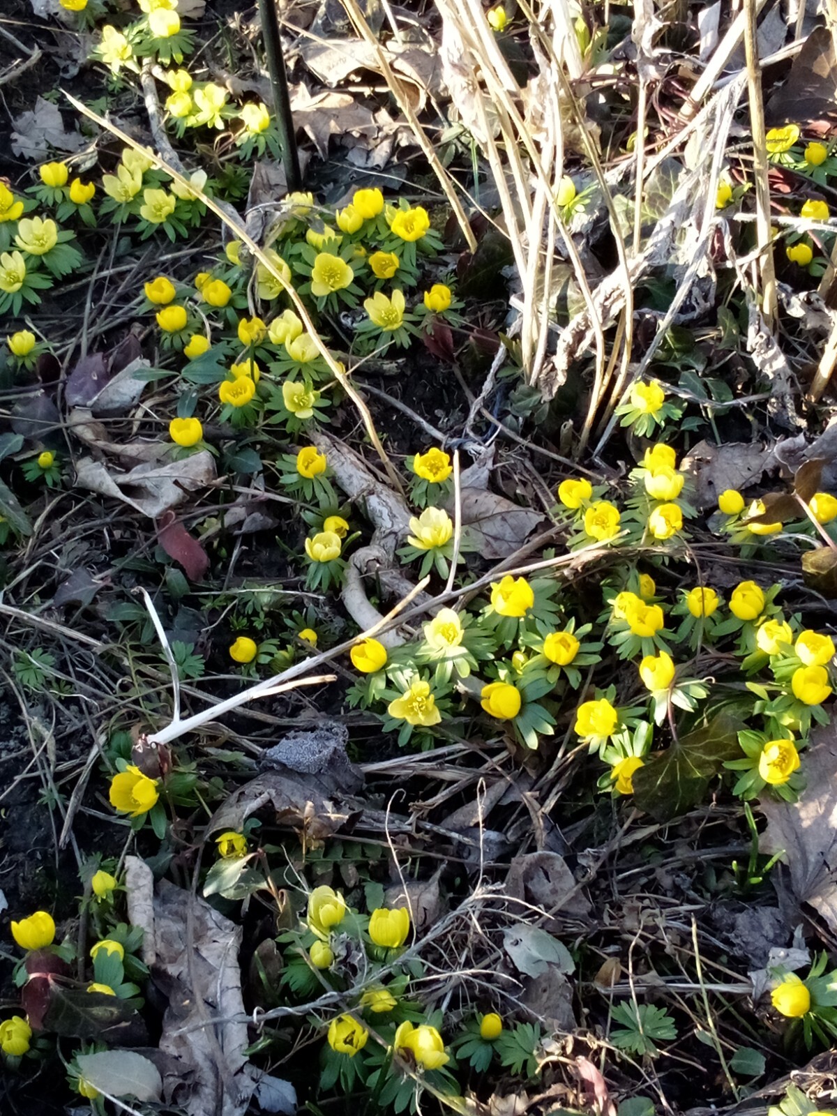 100 SEEDS WINTER ACONITE