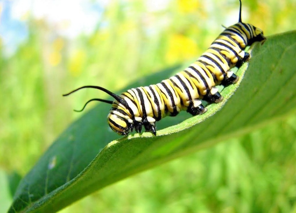 51+COMMON MILKWEED Seeds Native Wildflower Container Flower Garden Heat Cold