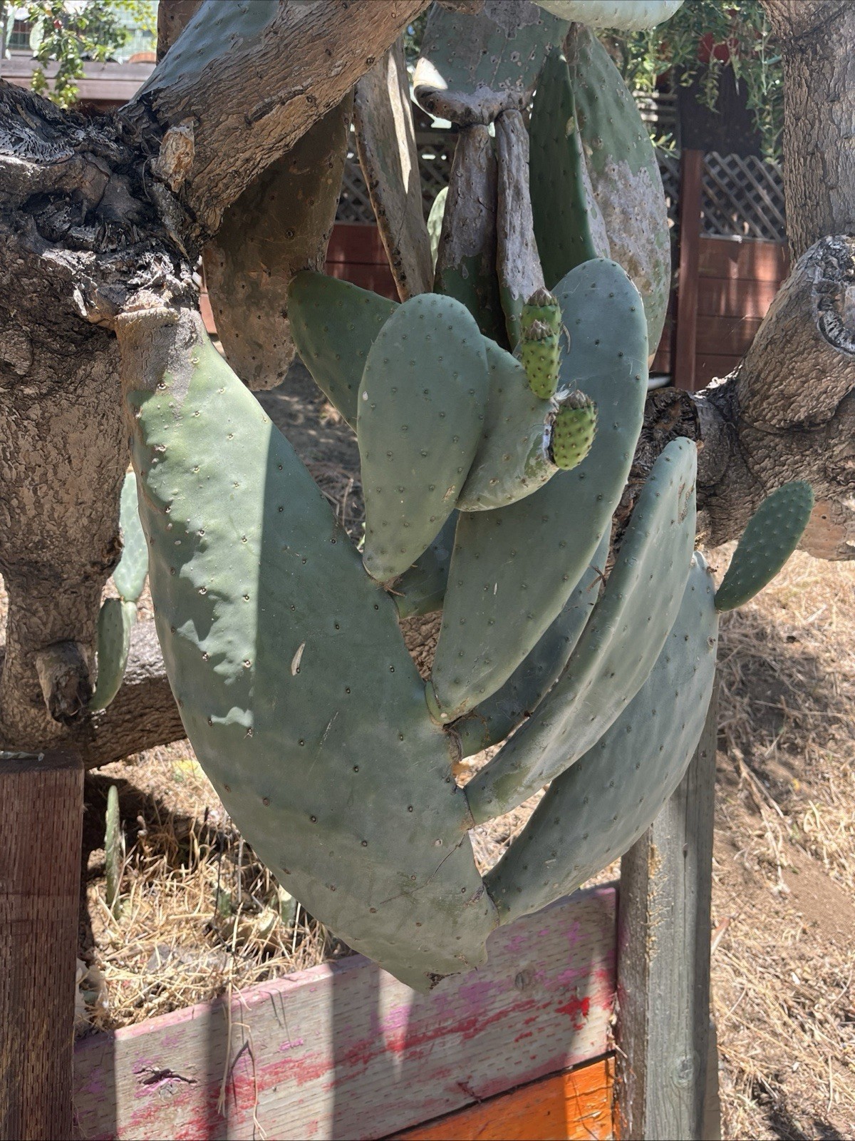 Spineless Cactus Pads 9 Pounds lbs Reptile tortoise Food Opuntia Large 10” Pads