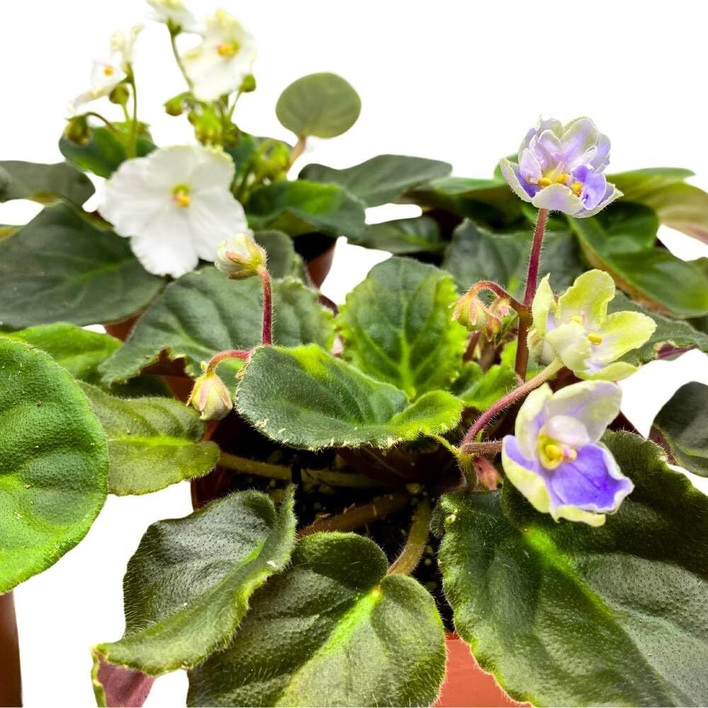 Harmony’s African Violet Assortment, 4 inch Set of 5, Rare Saintpaulia Violets G