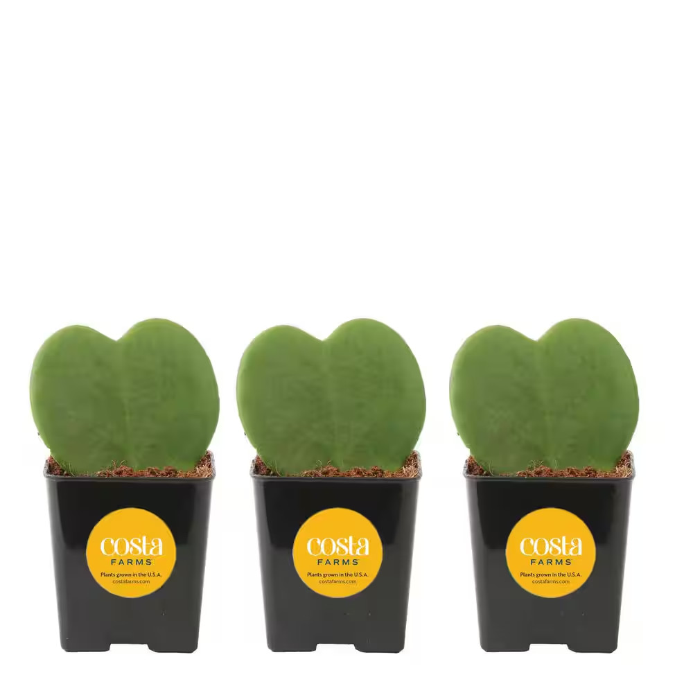 Hoya Kerrii Heartshaped Indoor Plant in 2.5 In. Grower Pot, Avg. Shipping Height