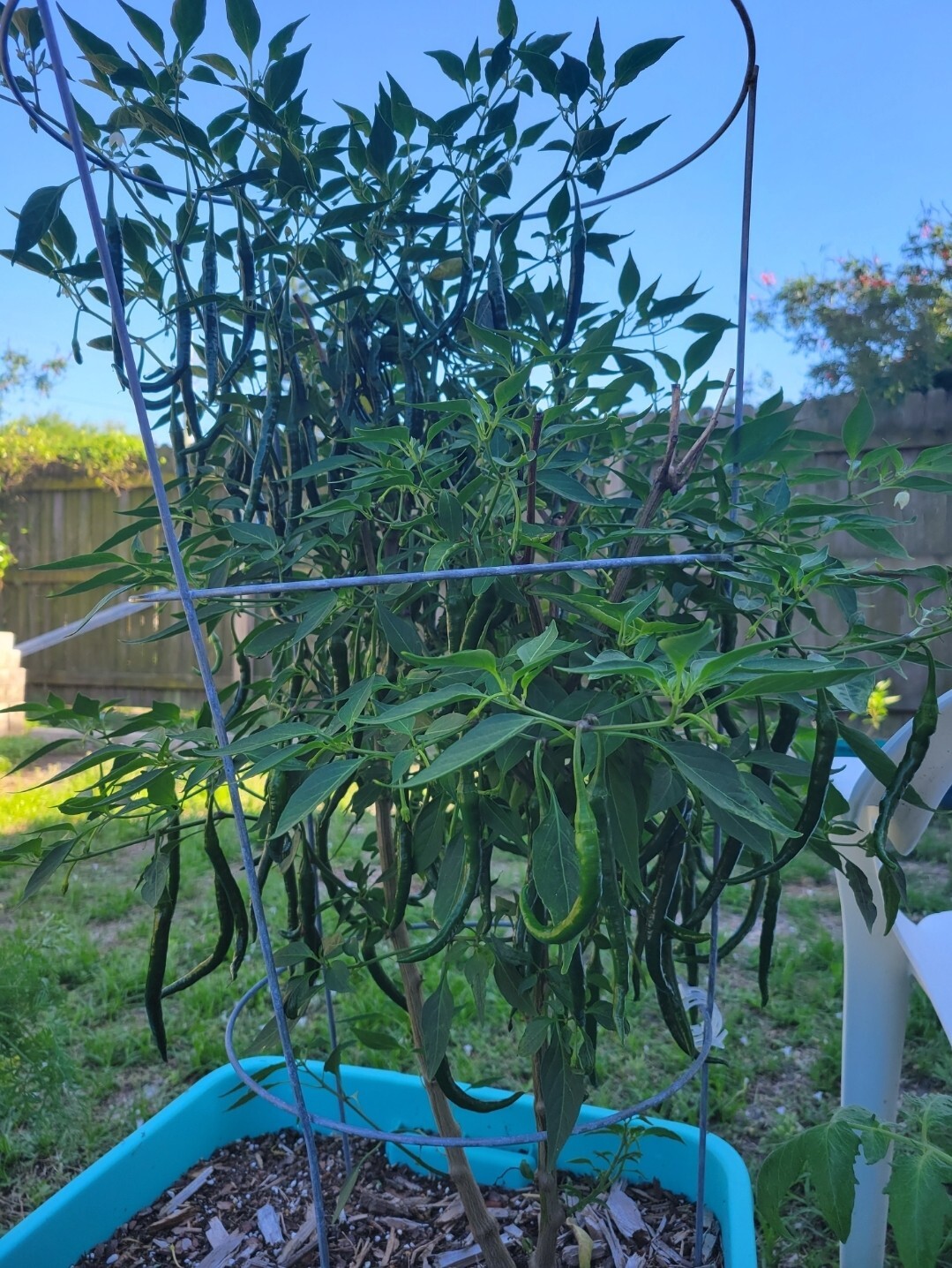 Hot Cayenne Pepper Seeds (30) | Heirloom & Non-GMO | ORGANIC