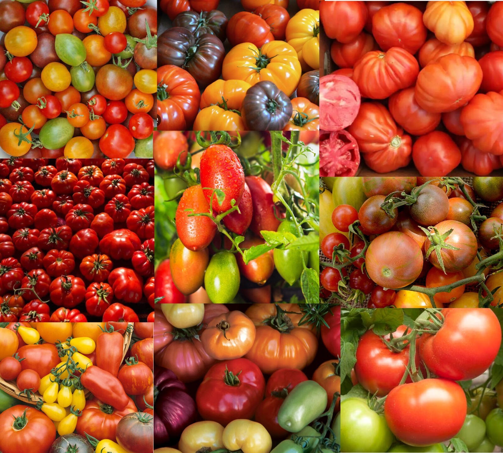Tomato Mix DECADE OF HEIRLOOMS Heirloom Tomatoes Indeterminate Non-GMO 50 Seeds
