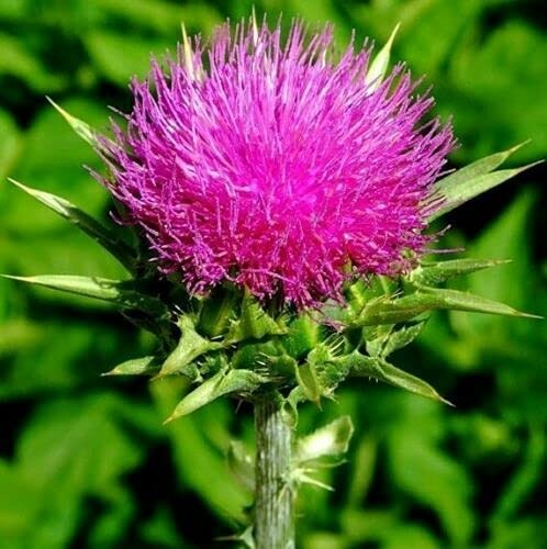 Milk Thistle Seeds – Non-GMO, Heirloom, Purple Variety for Health Benefits