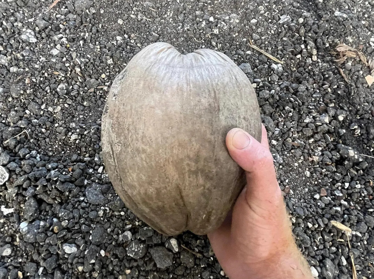 🥥 1 Dwarf Green Malayan Coconut Seed – Tropical Edible Palm – Unsprouted