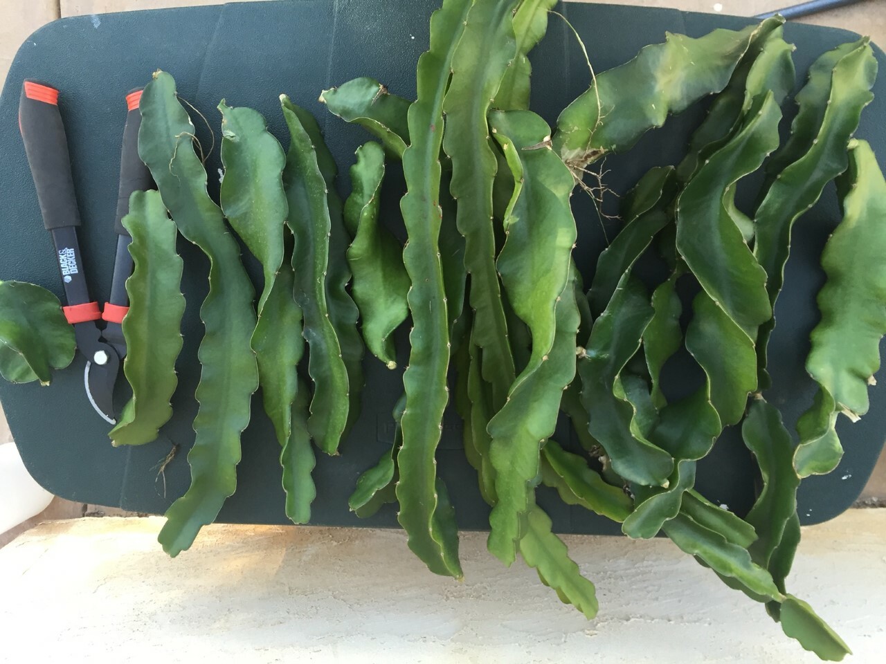 Red Dragon Fruit 2 Cutting 9-14″. Purple Haze