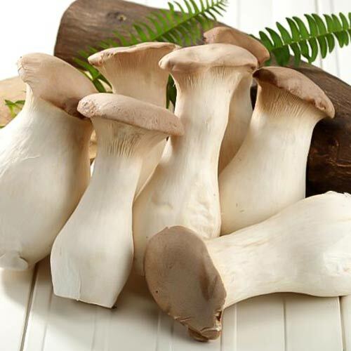 Seeds Oyster Mushroom Royal Mycelium Spawn Dried Spores Organic