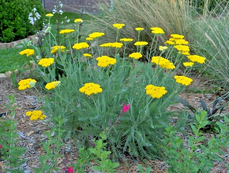 40 YELLOW YARROW SEEDS – Achillea millefolium