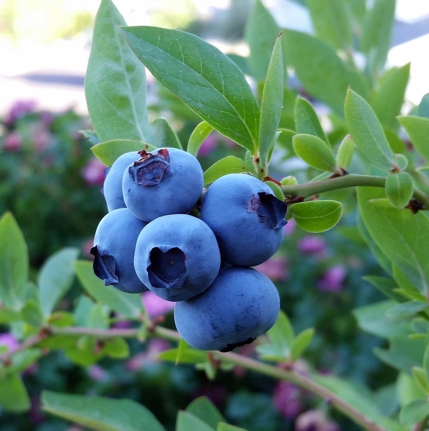 BLUE JAY BLUEBERRY Healthy Live 2 Year Old Plant – US SELLER – Shipping Now