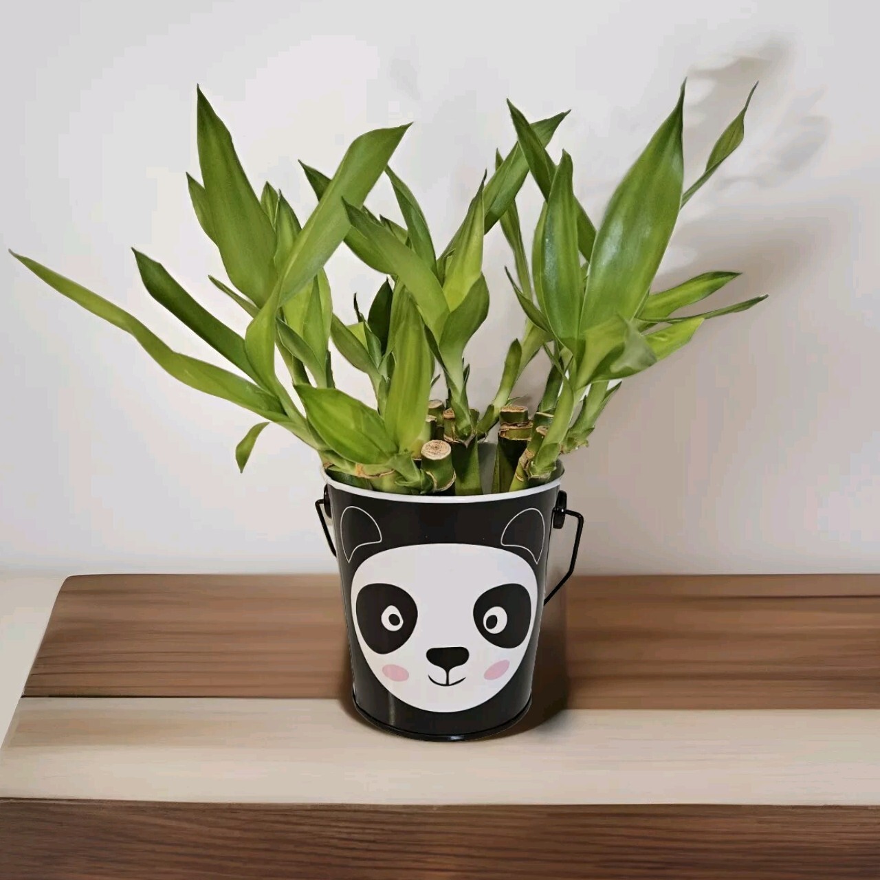 15 LUCKY BAMBOO Plants 4″ In Tin Basket, Cute Holiday Gift, Indoor Perennial