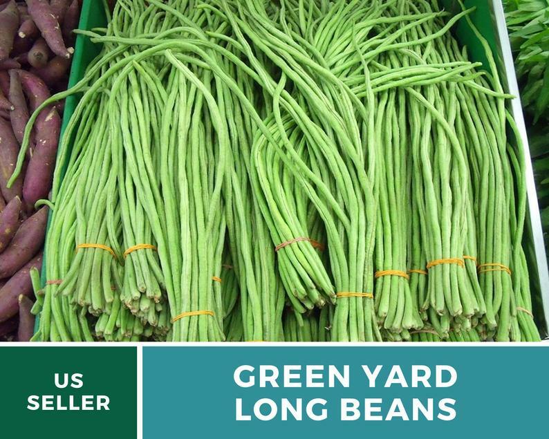 Bean, Yard Long Green – 15 Seeds, Pole, Heirloom Vegetable (Vigna unguiculata)