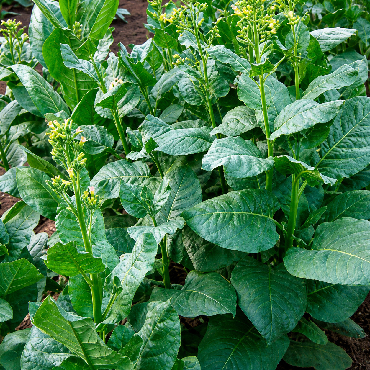 500 Isleta Pueblo Tobacco Seeds, Nicotiana rustica, Sacred Tobacco, FL Grown