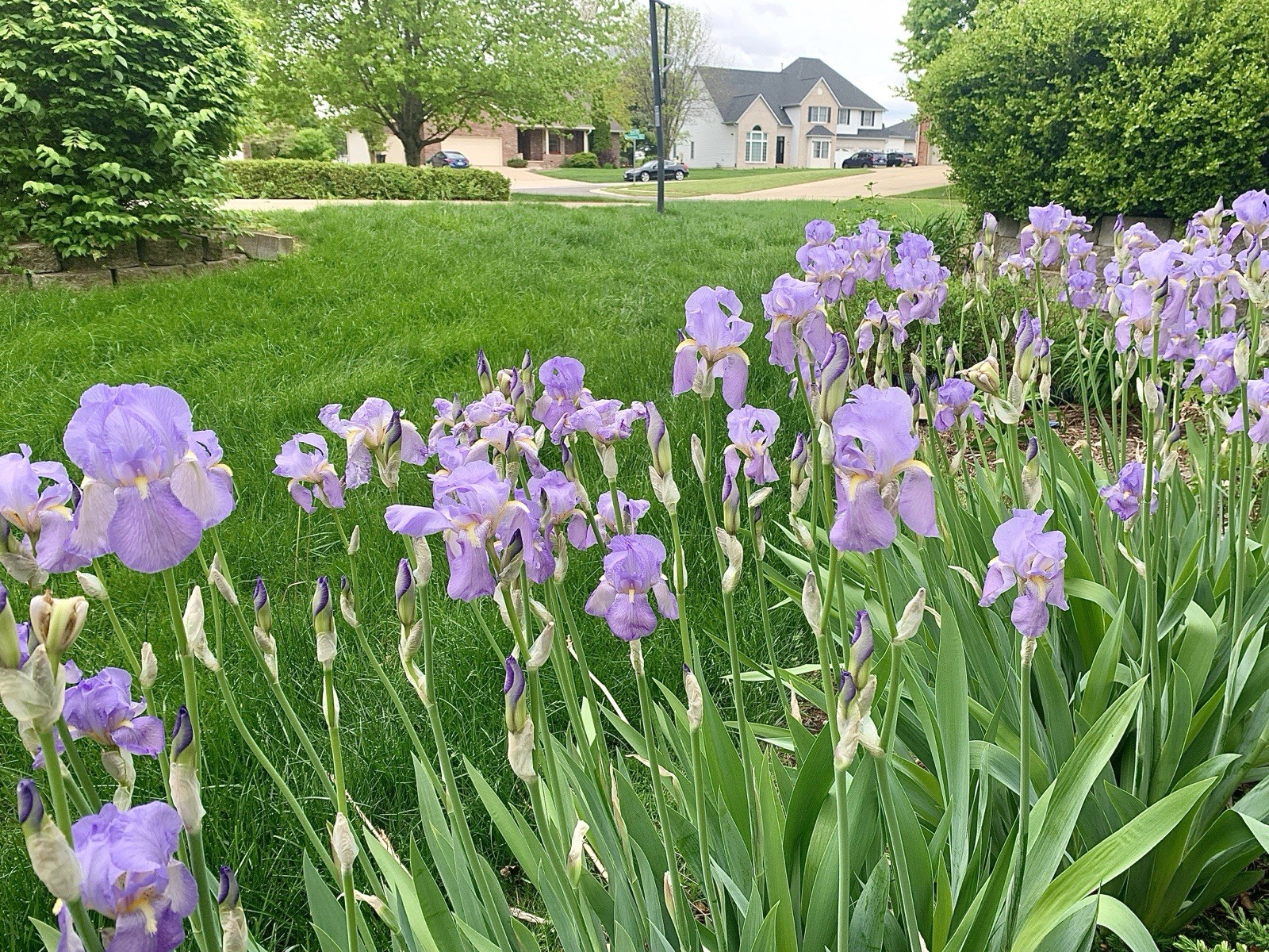 1pc Bulb HEIRLOOM & BEARDED IRIS Freshly Dug YELLOW PURPLE BLUE Andalusian
