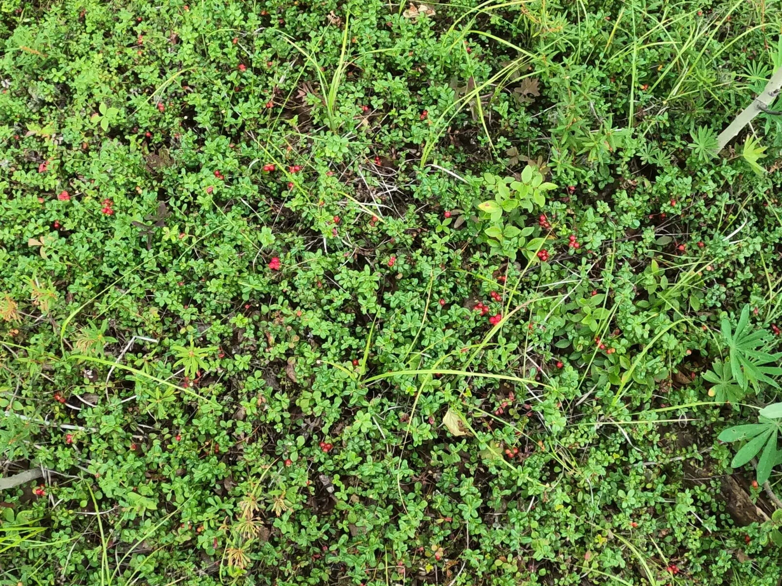 Vaccinium vitis-idaea /Lingonberry 4 Live Plant Rhizomes