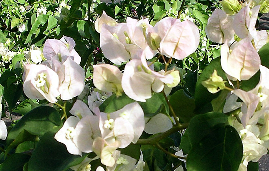Well Rooted **VERA WHITE** Live Bougainvillea starter/plug plant*USA SELLER*