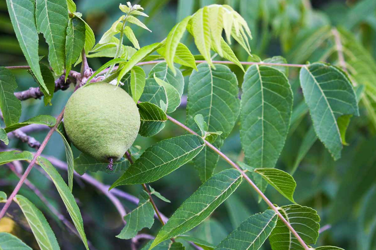 Live Black Walnut Tree – 12–18″ Tall – 4″ Pot – No Shipping to AK, HI and PR