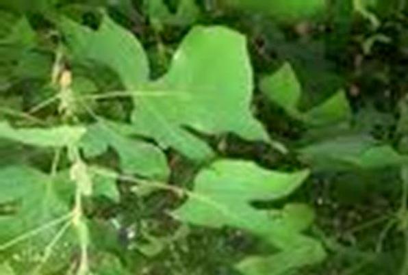 Qty-1 Yellow Poplar transplant starter seedling 30 ” tall