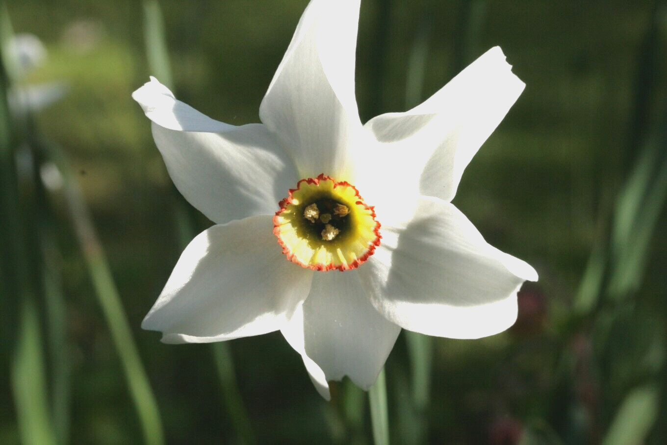 6 plants fragrant Daffodil Narcissus Poeticus, Hardy, perennial Virginia native