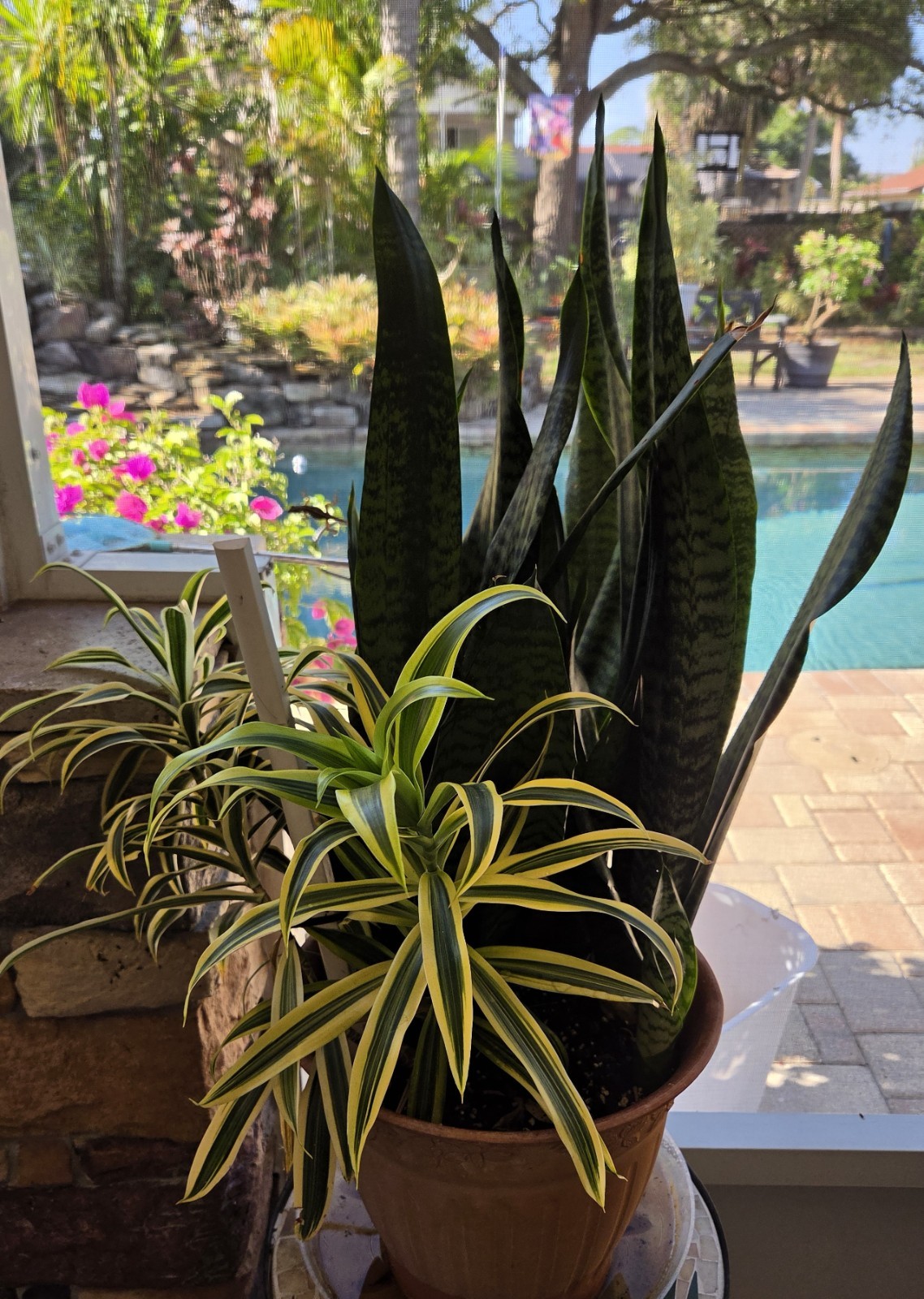 Dracaena **12 inch.***SONG OF INDIA*****FLORIDA FRESH **ROOTED PLANT**