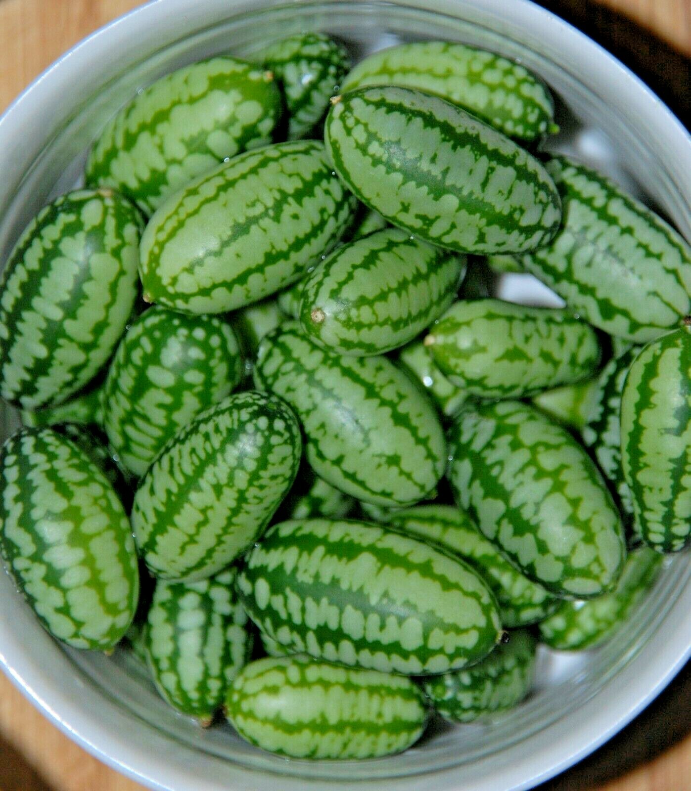 20+MOUSE MELON Vegetable Seeds Mexican Sour Gherkin Cucumber Organic Container