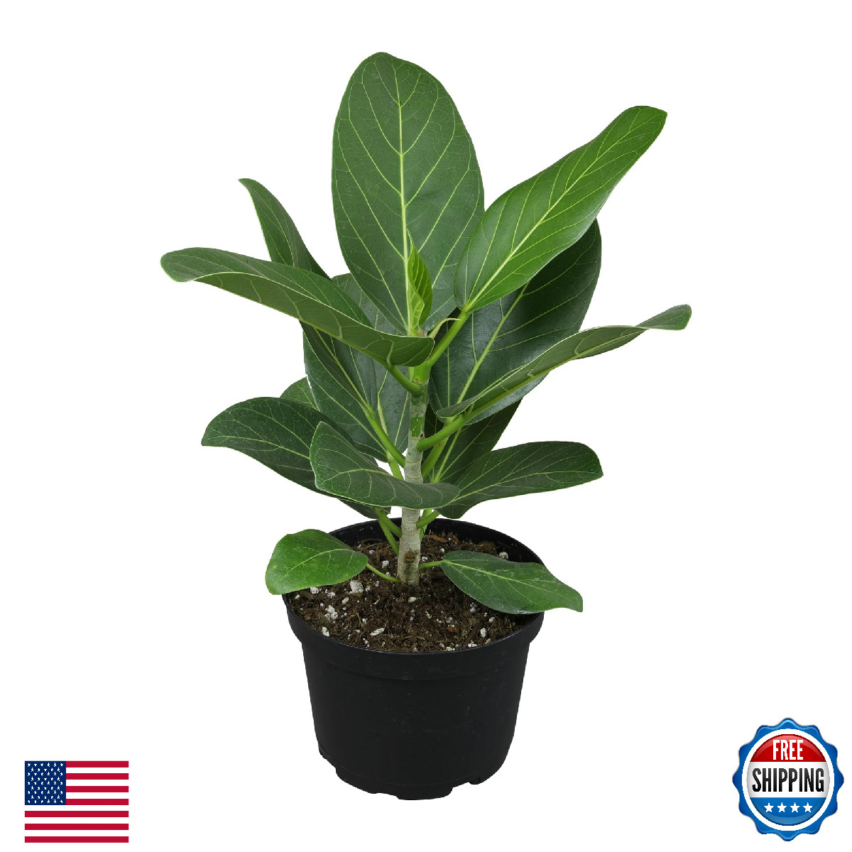 Ficus Audrey Tree (16″ Tall) in 6″ Pot – Easy Care, Air Purifying