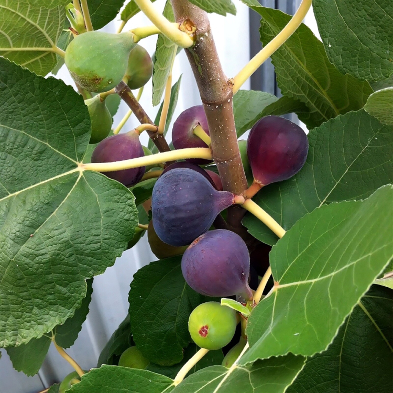 1 PACK 3” POT HARDY CHICAGO FIG TREE BEST GIFT LIVE PLANT FRESH GUARANTEED