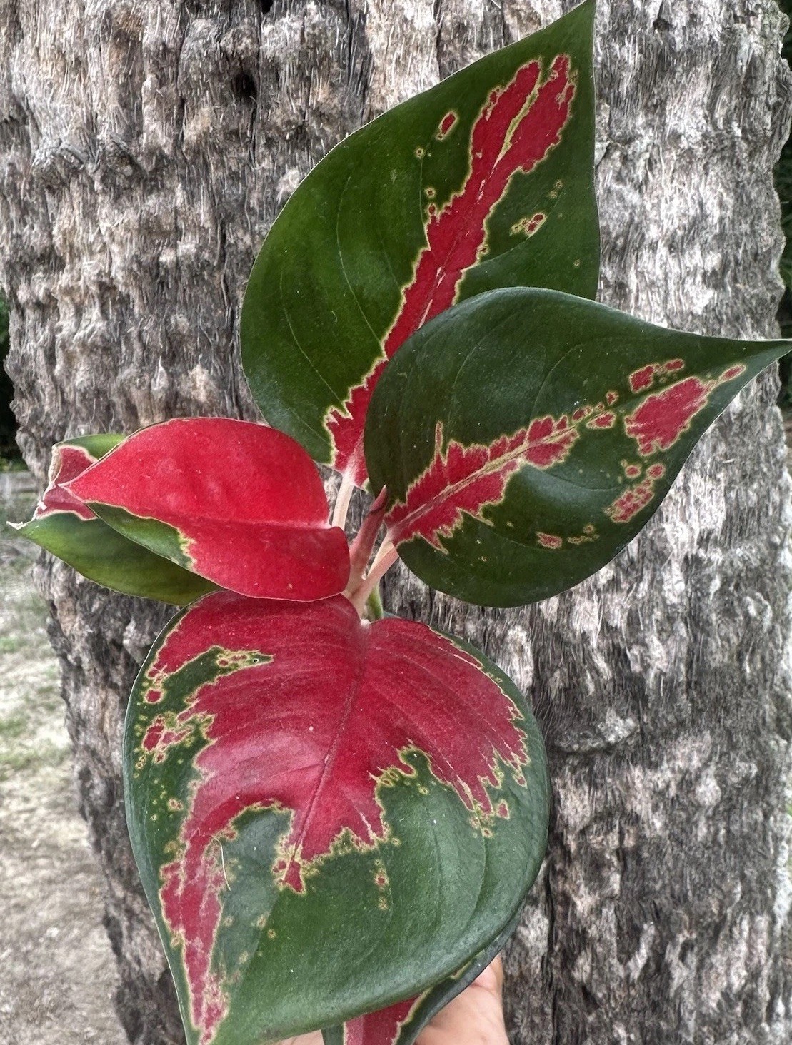 Aglaonema Suksom Jaipong. 2 Plants.