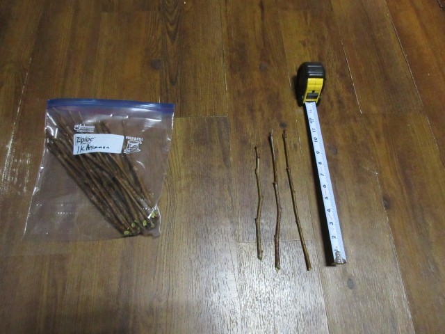 3x Ichi-Ki-Kei-Jiro Asian Persimmon 2026 Fruit Tree Scion Wood Cutting for Graft