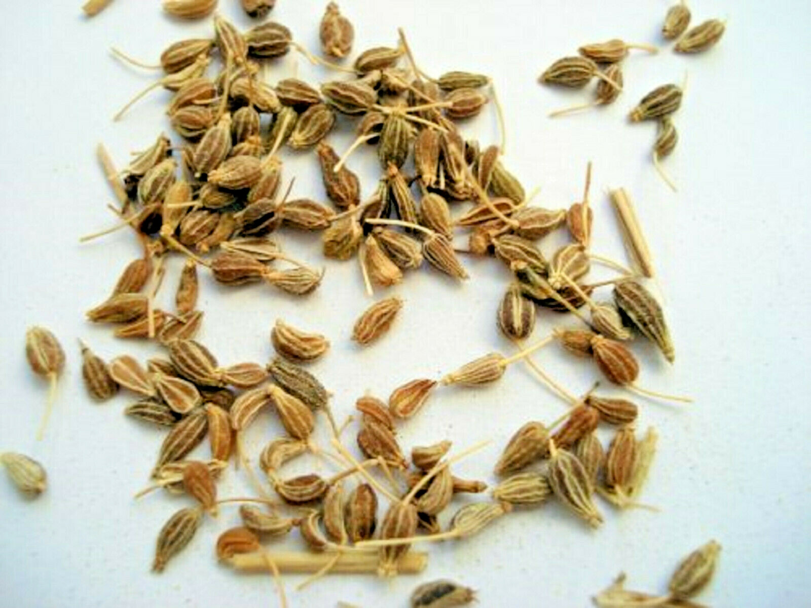 150+ Anise Herb Seeds (Pimpinella Anisum) | A Medicinal & Culinary Spice
