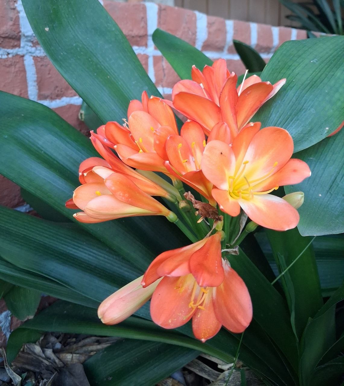 Clivia orange – Bush Lily – Clivia Miniata – Seasonal Flowers, Evergreen Plant