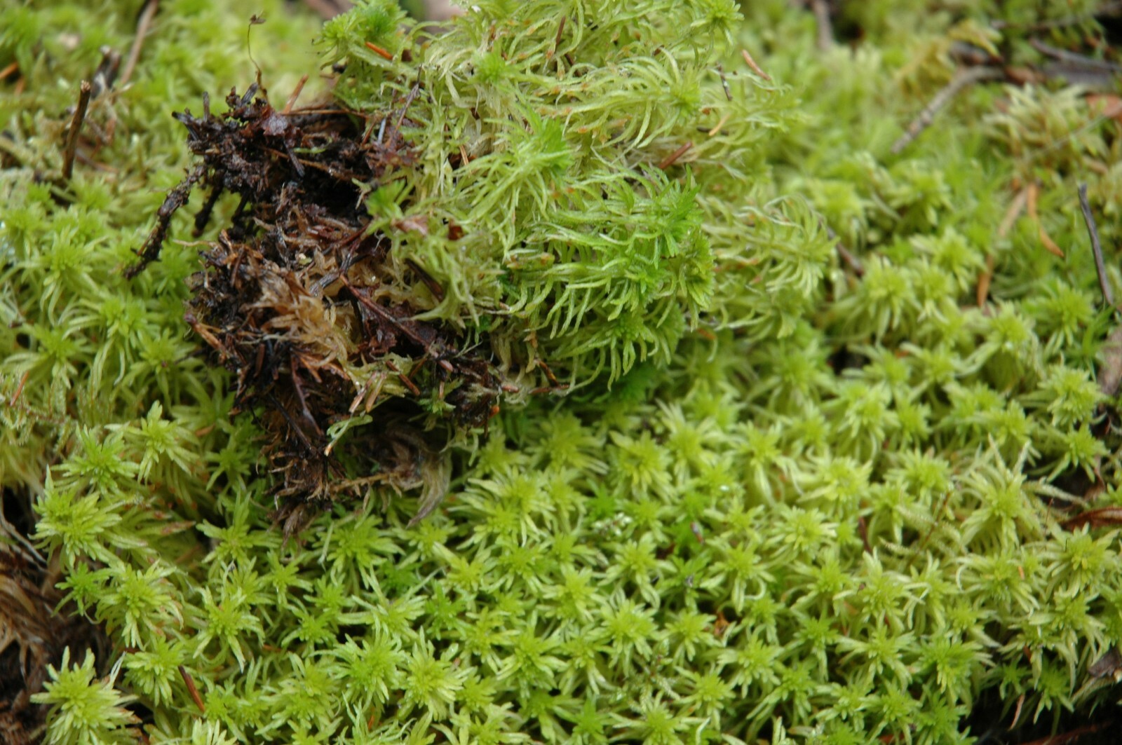 GREEN SPHAGNUM MOSS FRESH1 GALLON BAG 5LBS FOR TERRARIUM BOG GARDEN CARIVOR