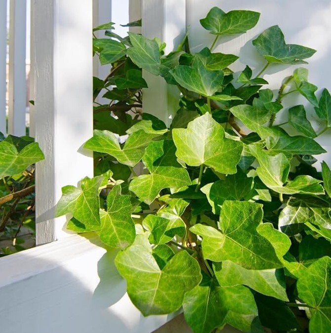 English Ivy Live Plant Indoor – 1 Pot with 2 Live Plants – 3 to 5 Inches Tall
