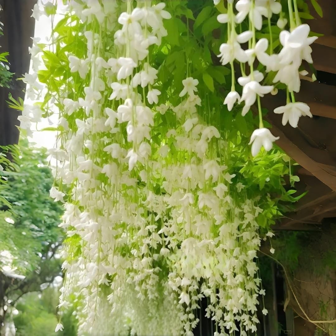 Weeping Jasmine Seeds (300 PCS) – Fragrant Cascading White Flowers, white