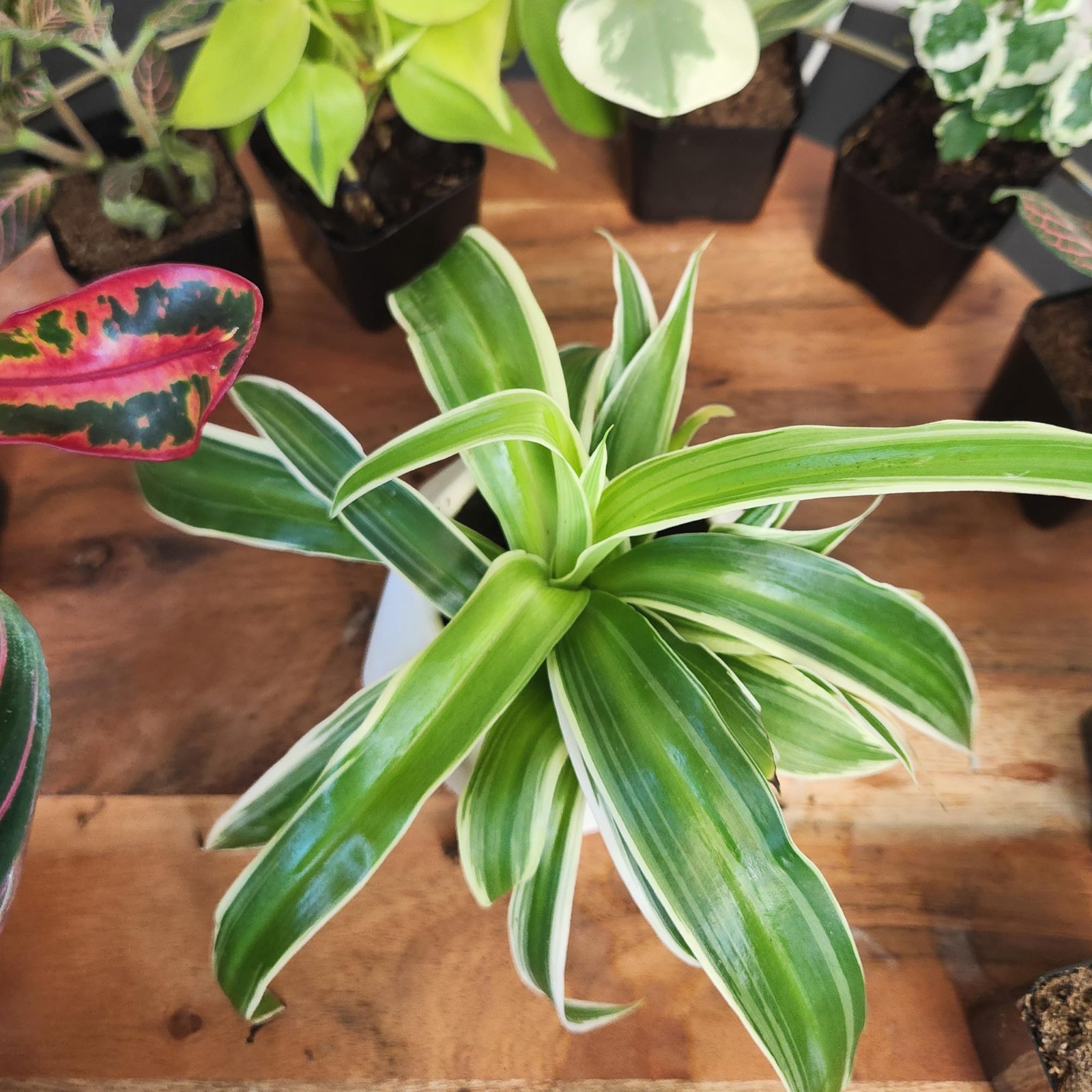 6 Pack Assorted Air Purifying Indoor Plants – Easy Care Houseplants in Pots