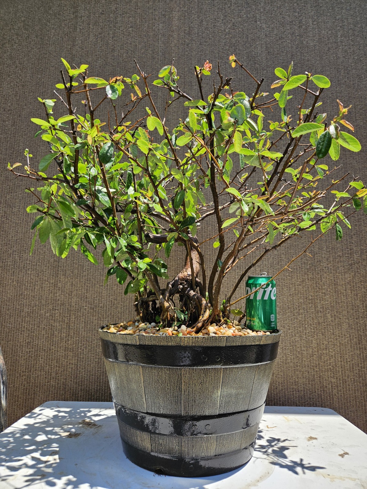 Old Japanese Flowering Quince ( Toyo- Nishiki -Quince ) Bonsai Tree,,, SALE