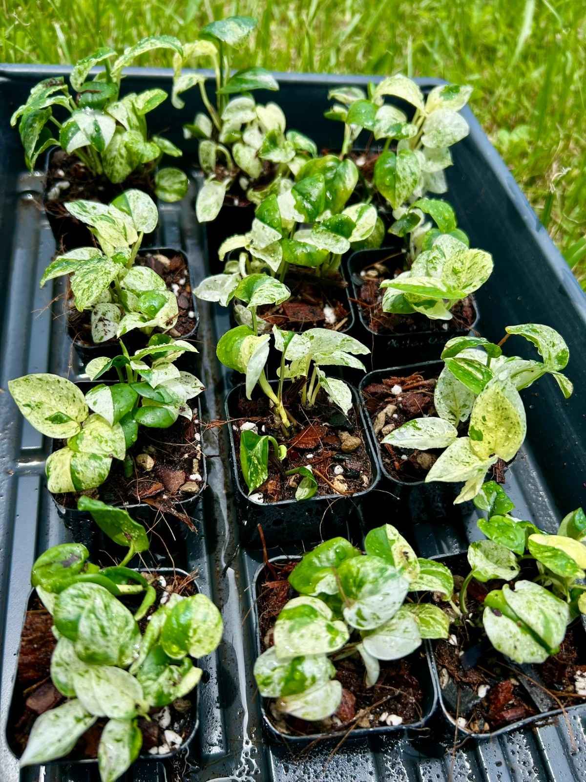 Epipremnum Marble Pothos Starter Clump | 3 Plants | US Seller