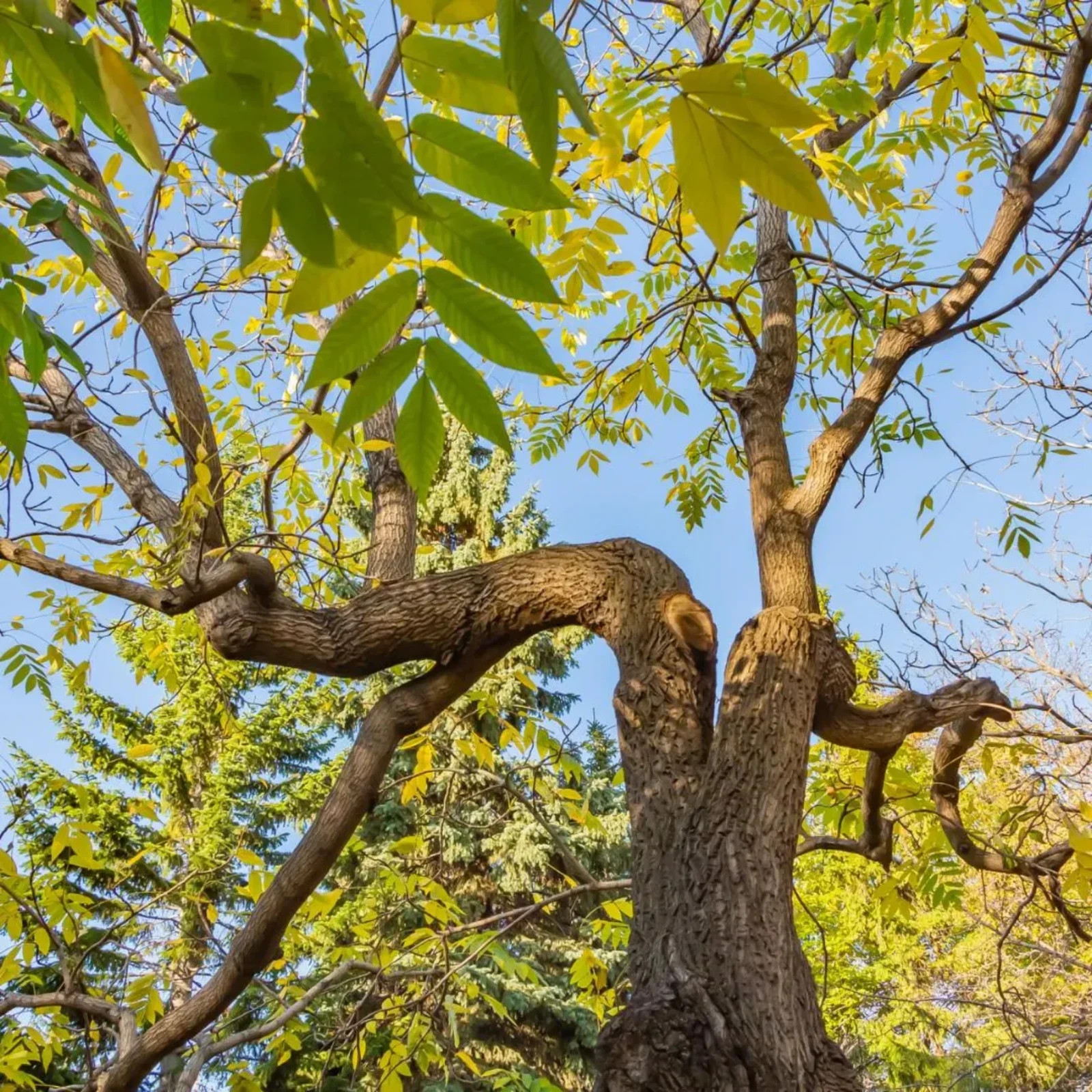 5 Green Ash Tree 12-24″ Fraxinus pennsylvanica Bare Root