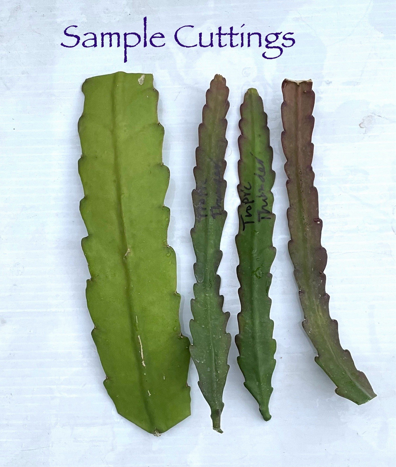 20 Assorted Mystery Unknown Colors Epiphyllum Cuttings Orchid Cactus Succulents