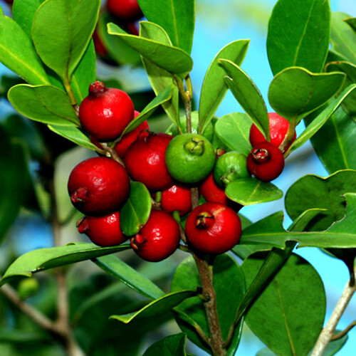 20 Strawberry Guava Tree Seeds (Psidium cattleianum) Edible Garden Fruit Plant