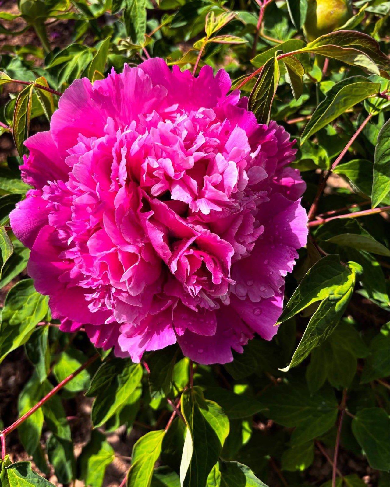 “Li xiang” large flower tree peony