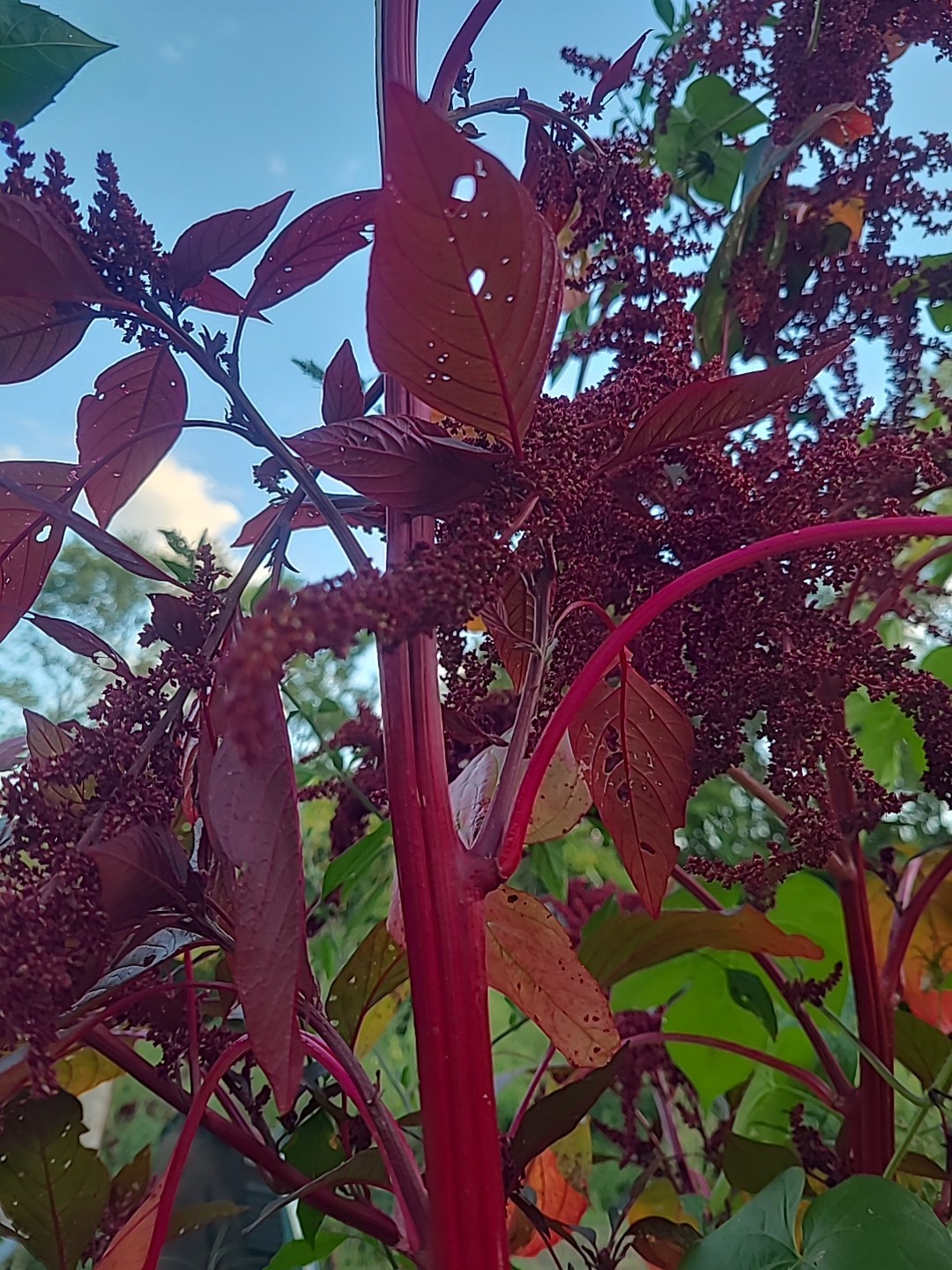Amaranth Hopi Red No Pesticides or Chemicals. 6000 Seeds +/- Non GMO