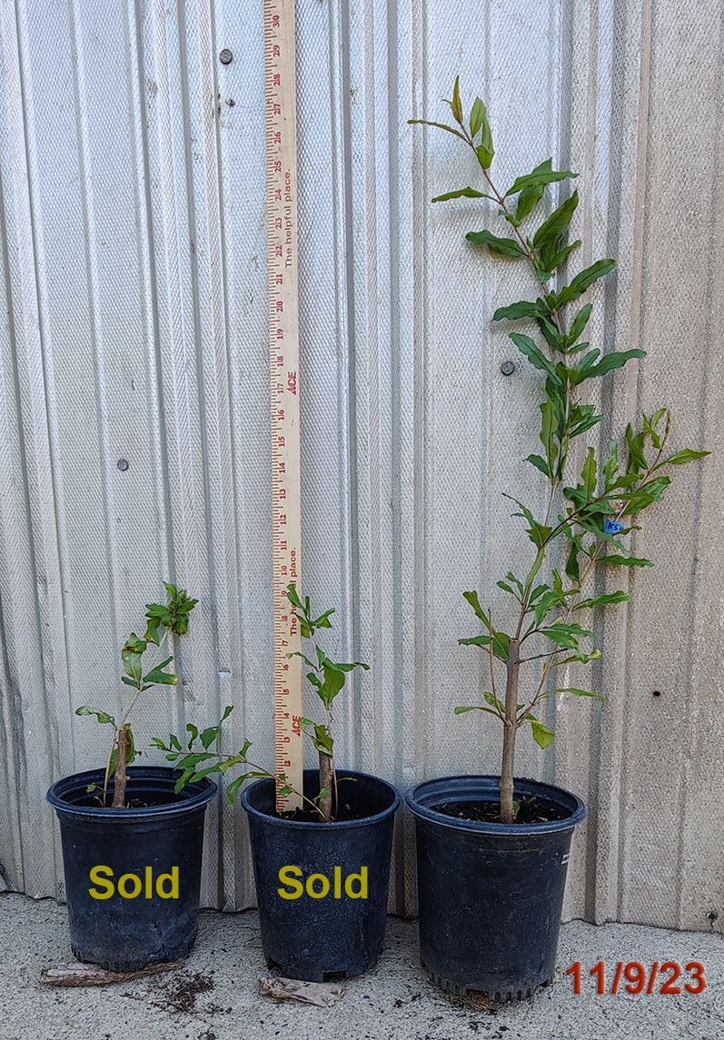 1 (One) Live Plant of WONDERFUL POMEGRANATE 24″ Tall (ROOTED)