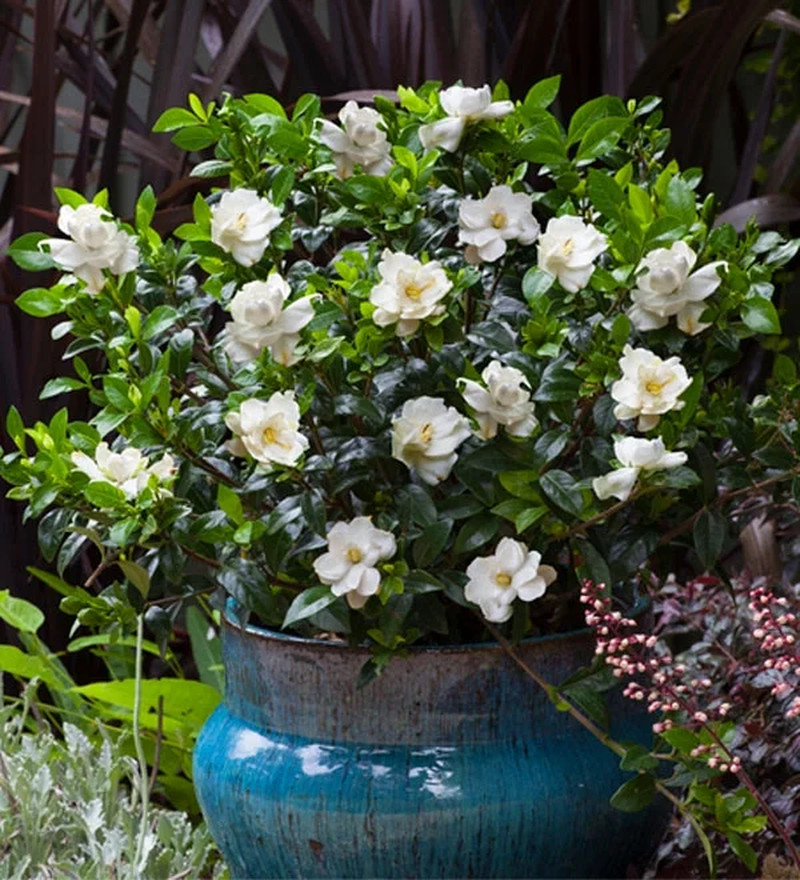 Jubilation Gardenia Live Shrub in 2.5-Quart Grower Pot