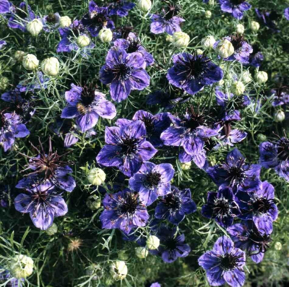 50+ Nigella Midnight Blue seeds