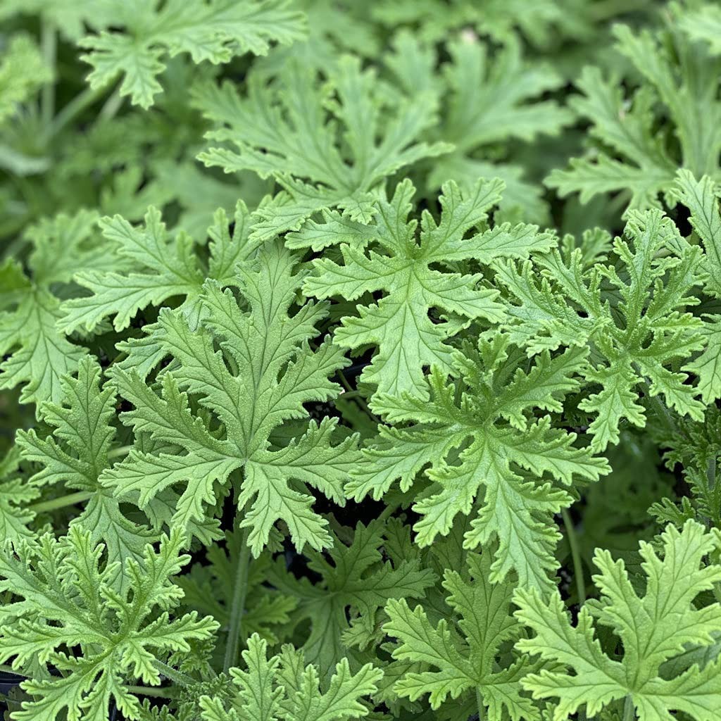 1500 Citronella Plant Seeds Home Heirloom Garden Green