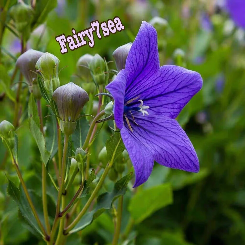 Balloon Flower Seeds – Platycodon Grandiflorus – Blue Balloon Flower