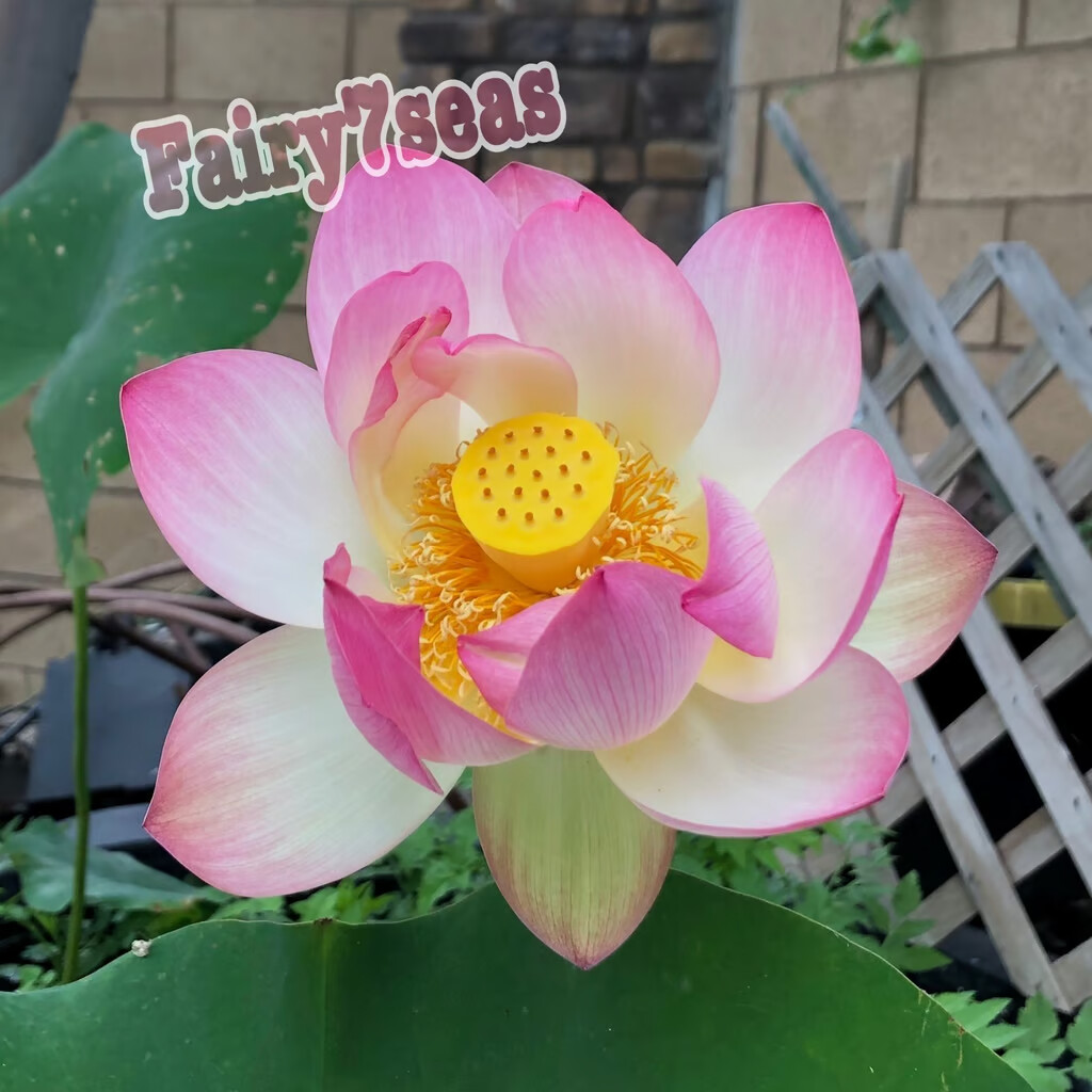 10 Lotus Nicked Seeds – Nelumbo Nucifera – Sacred Lotus Pink