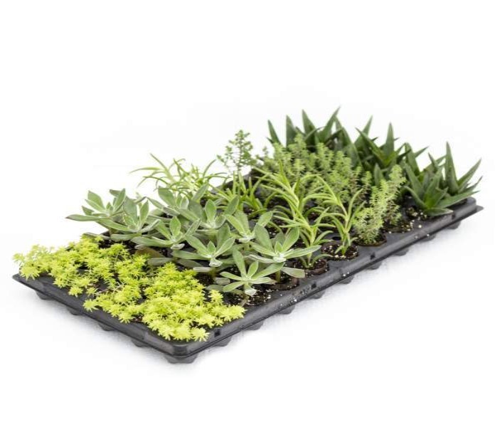 Succulents Assortment Rooted Starter Plant (Pack of 3)